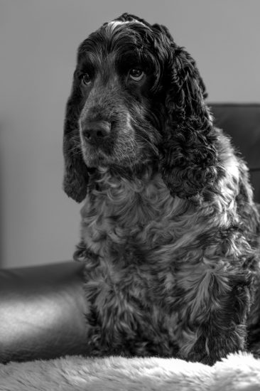 Archie - Cocker Spaniel