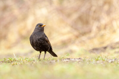 Blackbird In Focus