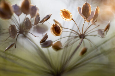 Ethereal Seed Pods