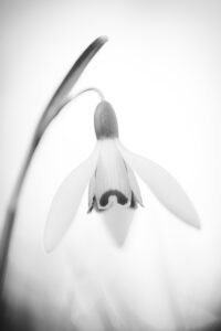 Snowdrop In Monochrome Light
