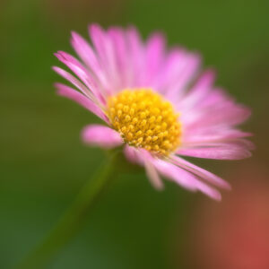 Solitary Fleabane