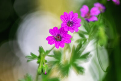 Vibrant Pink Geraniums