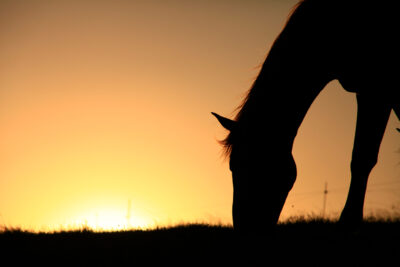 Where The Horse Meets The Sun