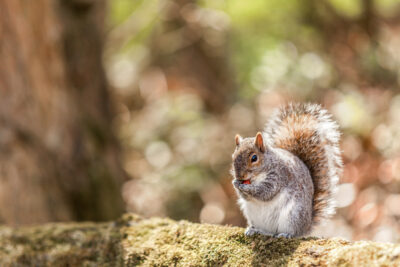 Hungry Squirrel