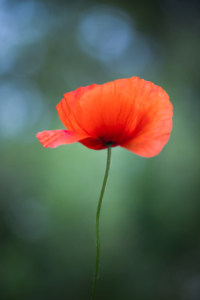 The Simplicity Of A Poppy