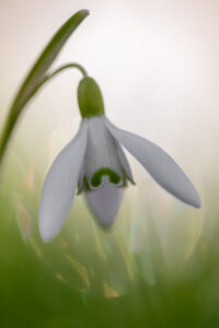 Single Snowdrop