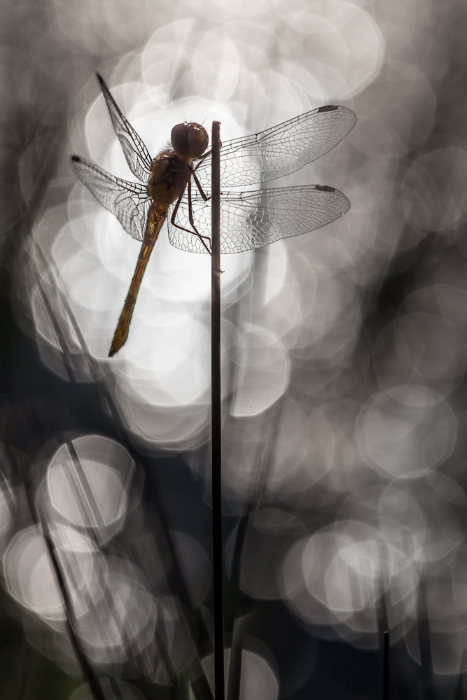 Dragonfly In The Morning