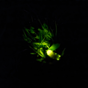Glow Worm
