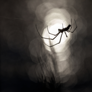 Spider In The Light